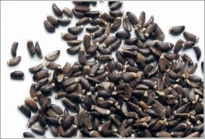 ostropestrec-semena-plod.jpg
